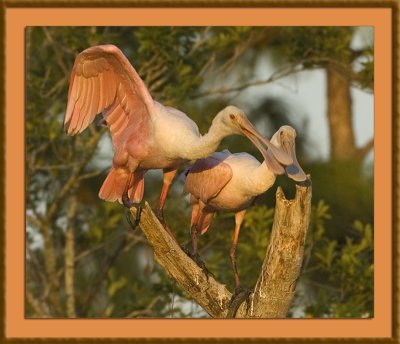 2009020749 Roseate Spoonbill.jpg