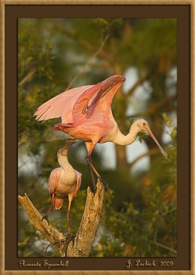 2009020765 Roseate Spoonbill.jpg