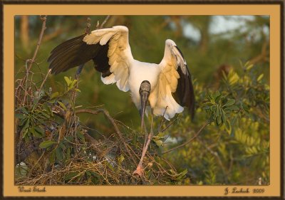 2009020784 wood stork.jpg