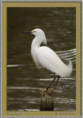 2009020828 snowy egret.jpg