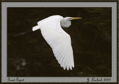 2009020846 Great Egret.jpg