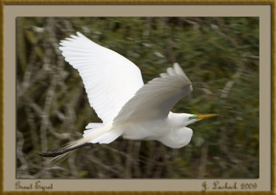 2009020855 Great Egret.jpg