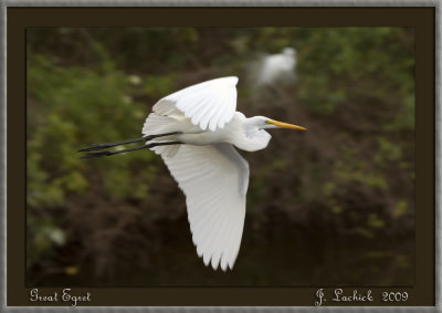 2009020865 Great Egret.jpg