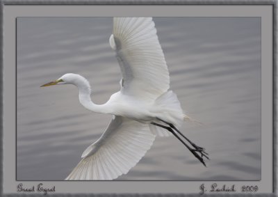 2009020879 Great Egret.jpg