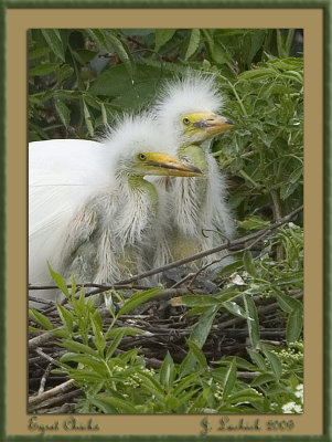 2009020924 Egret Chicks.jpg