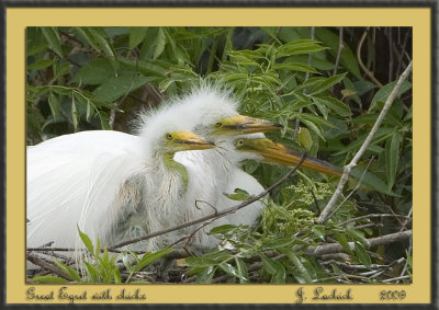 2009020942 Great Egret w chicks.jpg