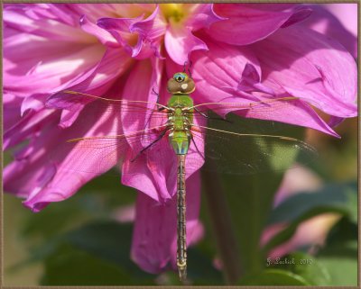 100929_0869 Dragon fly.jpg