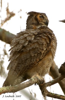 Horned Owl 2007021539 .jpg