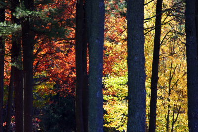 New Hampshire - Franconia Notch - Backlit fall, Fall Colors