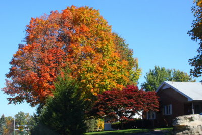 Pennsylvania - Fiery fall tree, Fall Colors