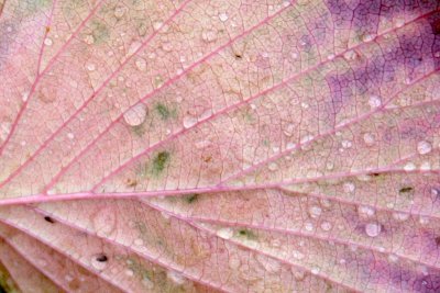 Pennsylvania - Give the fall leaf its dew, Fall Colors