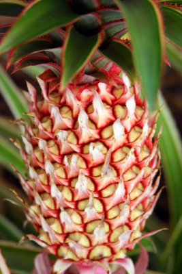 Red pineapple, Hawaii, USA