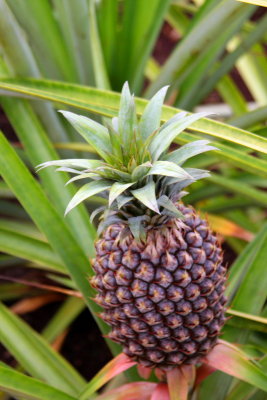 Pineapple, Hawaii, USA