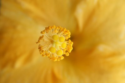 Yellow Hibiscus - pua aloala - State flower, Hawaii, USA