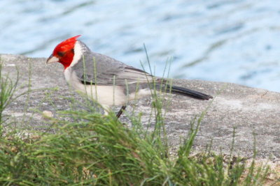 Red-crested Cardinal, Hawaii, USA