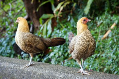 Wild Hawaiian Hens, Hawaii, USA