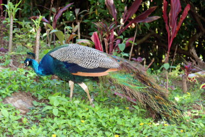 Peacock, Hawaii, USA