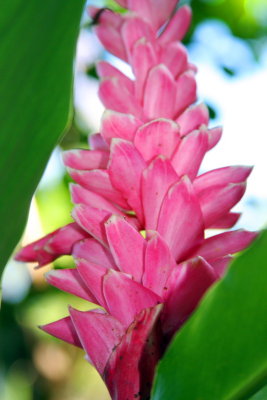 Pink Bromeliad, Hawaii, USA