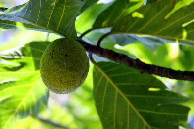 Breadfruit, Hawaii, USA