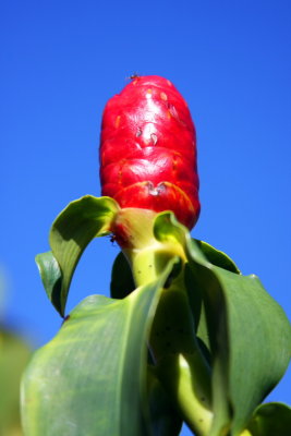 Very ugly flower, Hawaii, USA