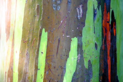 Rainbow Eucalyptus, Hawaii, USA