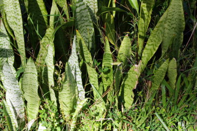 Mother in law's tongue, Cactus, Hawaii, USA