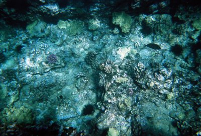 Can you spot the sea urchins?, Maui, Hawaii, USA