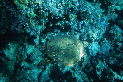Green Turtle peacefully swims below us, Maui, Hawaii, USA