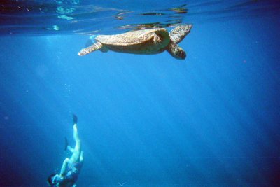 There it is, the Green Turtle, Maui, Hawaii, USA