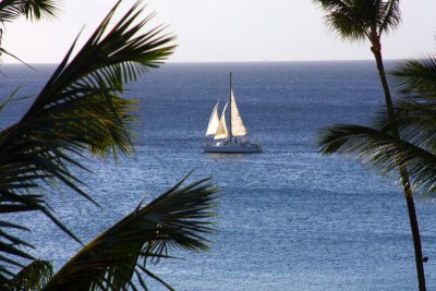 Lonely sailor between the trees, Maui, Hawaii, USA