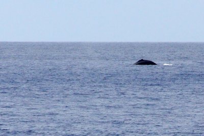 Humpback whale comes up, Maui, Hawaii, USA