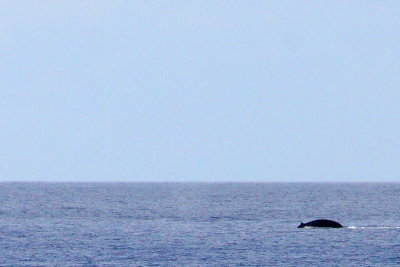Another sighting of the Humpback whale, Maui, Hawaii, USA