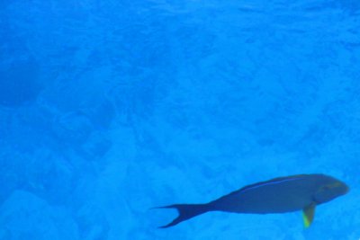 Crystal clear waters of Molokini, Maui, Hawaii, USA