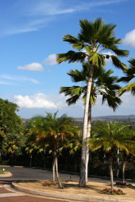 Palm trees of Maui, Hawaii, USA