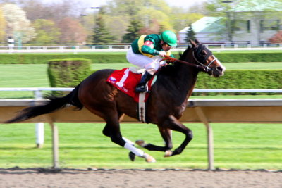 Horse number 1 - Step 1, Arlington Park Race Track