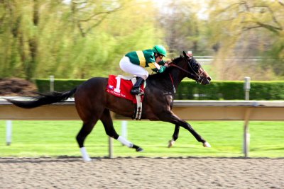 Horse number 1 - Step 4, Arlington Park Race Track