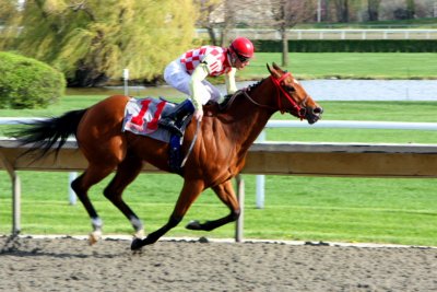 Horse number 11 can get in the air too, Arlington Park Race Track