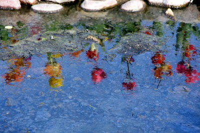 Spring 2009 - My Monet