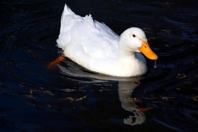 Spring 2009 - A duck's Sunday swim