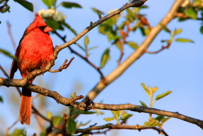Northern Cardinal (Cardinalis cardinalis), Spring 2009 - Cardinal, Chicago Botanical Garden