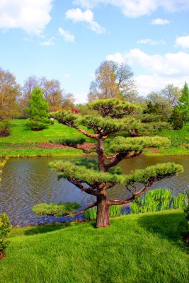 A view from Japanese garden, Chicago Botanical Garden