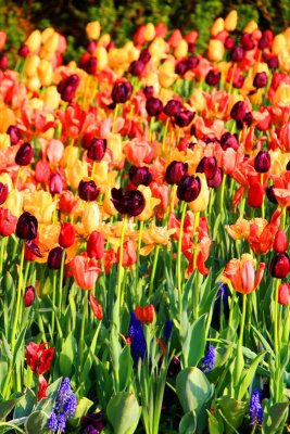 Purple and yellow tulips compliment each other, Chicago Botanical Garden