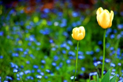 Two solitary tulips in a sea of blue, Chicago Botanical Garden