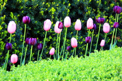 Spring 2009 - Tulips framed in green