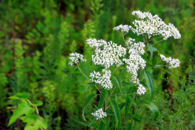 Wild flowers, Starved Rock State Park, IL