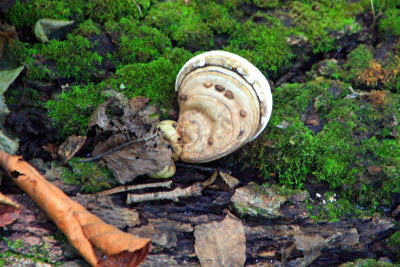 Snail Mushroom, Starved Rock State Park, IL