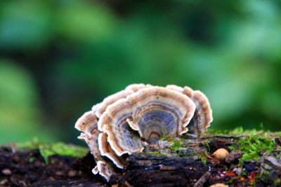 Layers of mushrooms, Starved Rock State Park, IL