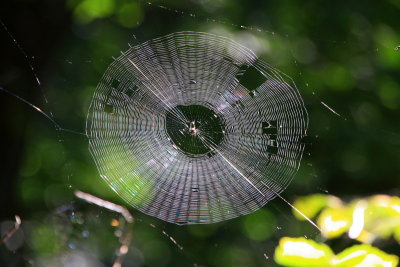 Spider Web design, Starved Rock State Park, IL