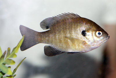 Fish, Aquarium