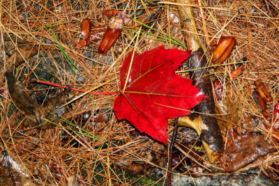 The deep red of fall, Maine